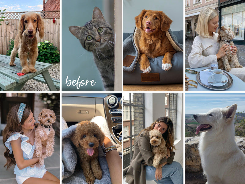Lightroom Presets Mobile and Desktop, Dog Cat Pet Mom Instagram Presets, Animal Blogger Photo Editing Filter, Bright Airy iPhone DNG Presets