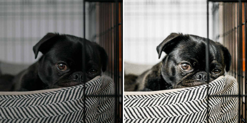 Awesome Pugs - Lightroom Presets For Dogs