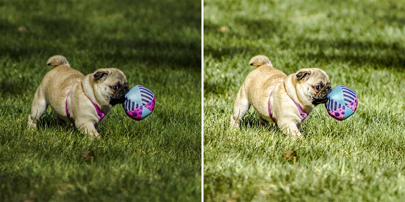 Preview Of Awesome Pugs - Lightroom Presets