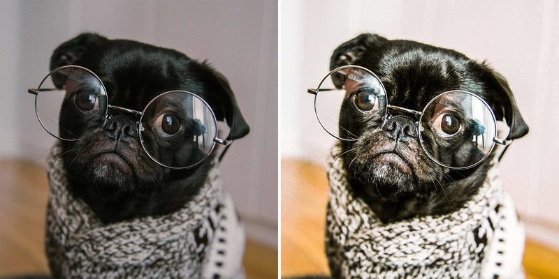 Preview Of Awesome Pugs - Lightroom Presets