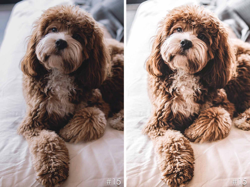 Chocolate Friends Dogs Presets For Lightroom And Photoshop