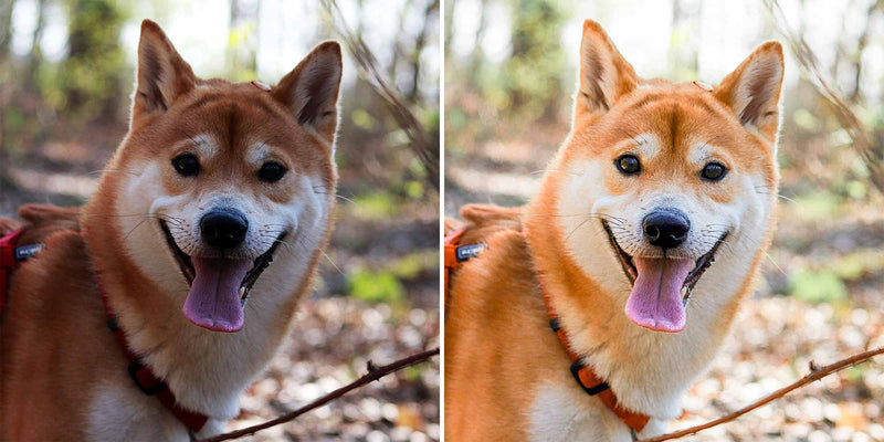 Cool Shiba Inu Lightroom Presets For Dogs And Pets Of Instagram And Facebook