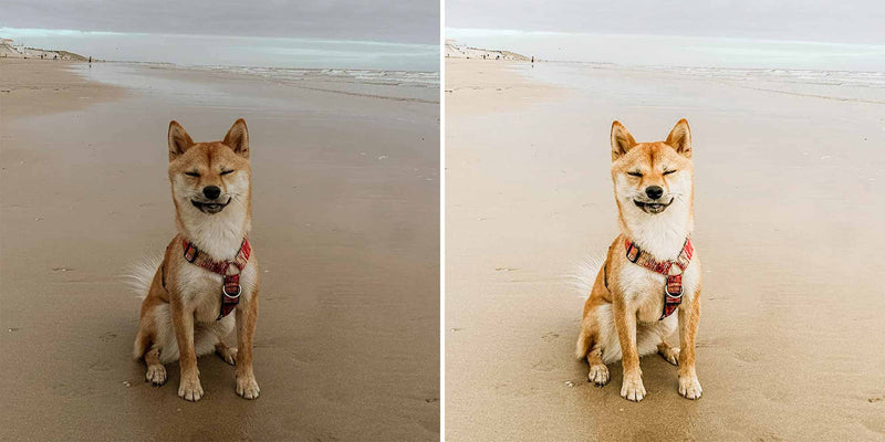 Cool Shiba Inu Lightroom Presets For Dogs And Pets Of Instagram And Facebook