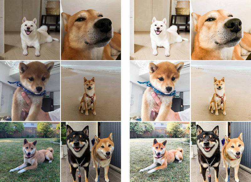Cool Shiba Inu Lightroom Presets For Dogs And Pets