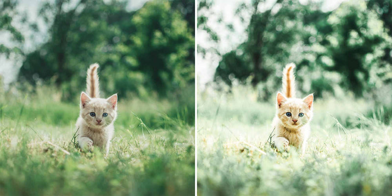 Cute Cats Lightroom Presets and Photoshop Desktop Presets