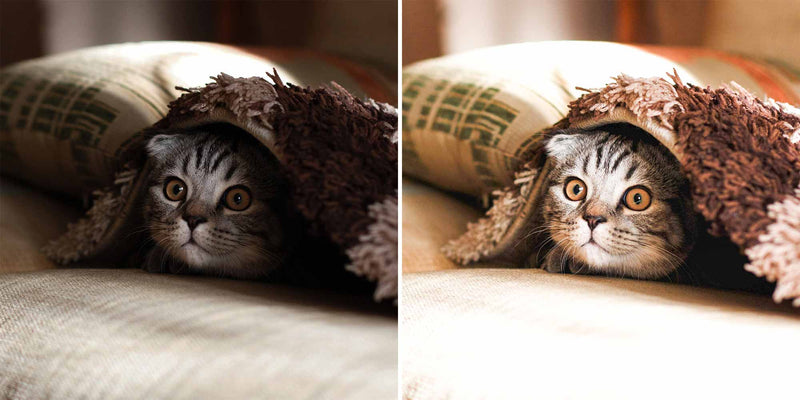 Cute Cats Lightroom Presets and Photoshop Desktop Presets