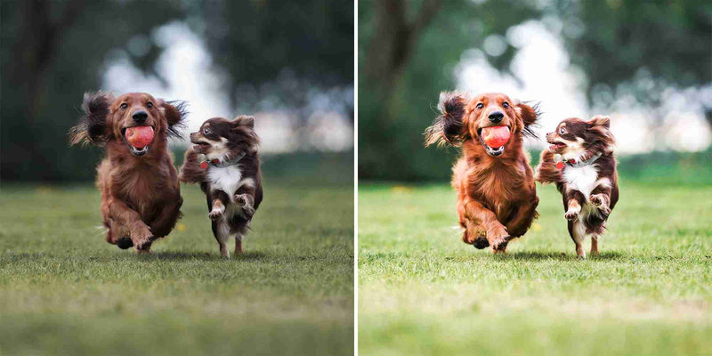Happy Dogs Presets For Lightroom And Photoshop