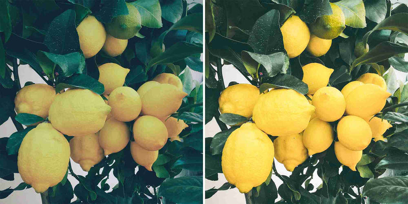 Juicy Yellow Lemonade Presets For iPhone and Android