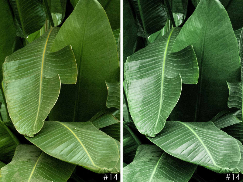 Jungle Vibes Presets For Adobe Lightroom And Photoshop