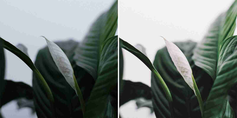 Lush Green Presets For Lightroom And Photoshop, Mobile And Desktop Version