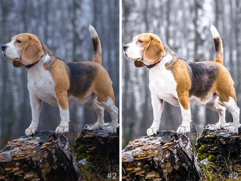 Playful Beagle Dogs Presets For Lightroom And Photoshop