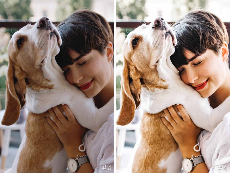 Playful Beagle Dogs Presets For Lightroom And Photoshop