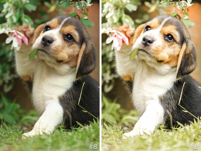 Playful Beagle Dog Presets For Lightroom Mobile and Desktop