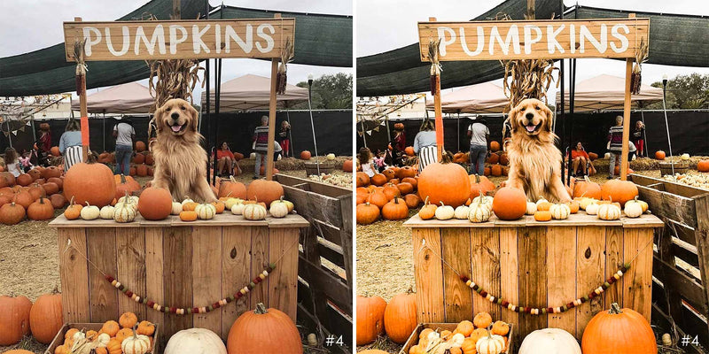 Pumpkin Pie Lightroom Presets For Halloween And Fall Season
