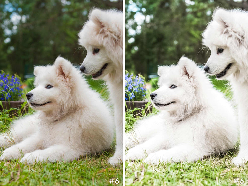 White Puppy Lightroom Presets For Mobile and Photoshop CC Filters