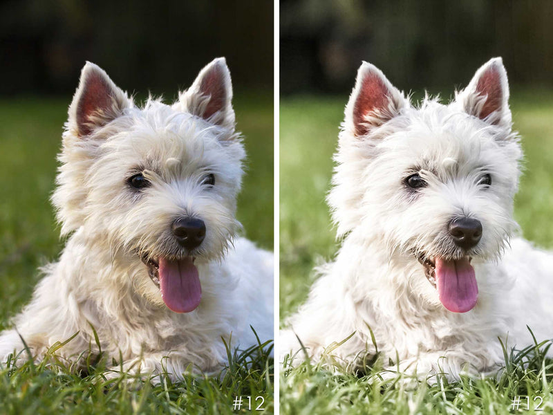 White Puppy Lightroom Mobile and Desktop Presets For Dogs, Pets and Animals